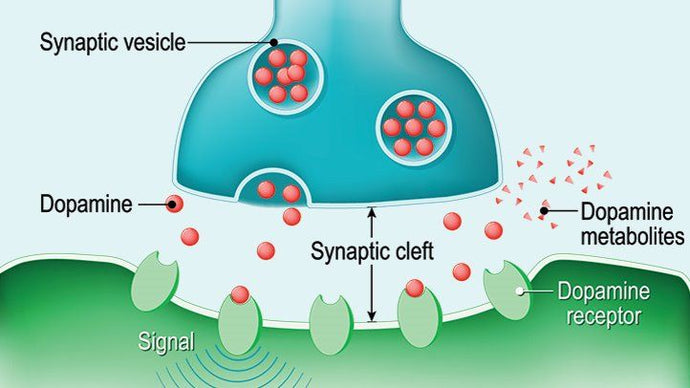 Dopamine: The "rewarding" neurotransmitter