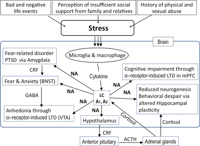 Norepinephrine: The Stress Hormone