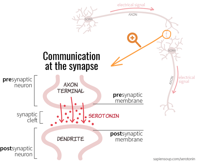 A Closer Look: Serotonin